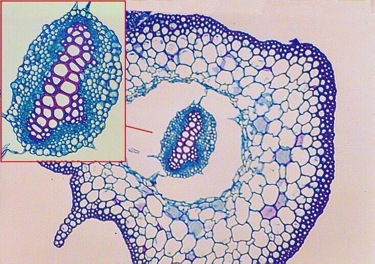 In the epidermis, you should also find guard cells. This stem is photosynthetic - if you know this plant (commonly called whisk fern), it does not have leaves, but a green stem.