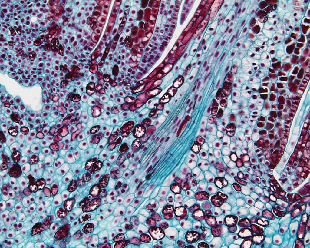 Vascular trace in pine