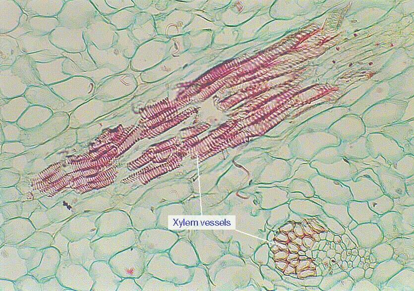 III) Lastly, consider another flowering monocot. Find a slide of the Yucca stem. By now, you undoubtedly know this as an atactostele because of the scattered vascular bundles.