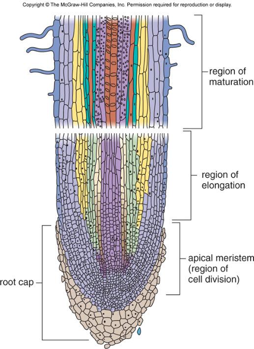 Root Structure Region of Maturation Cortex - Parenchyma cells between
