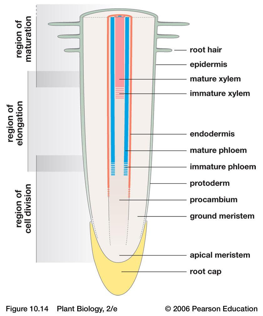food Cross section of dicot root Root Structure Root Structure Region of