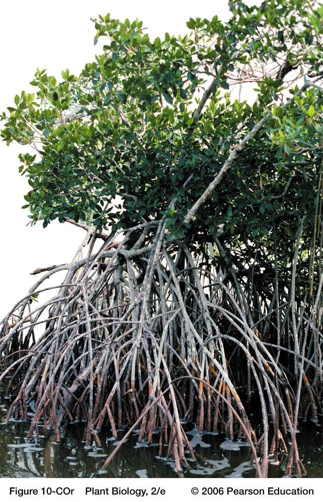 Plant Partnerships I Ecological Connections Mangroves provide: > protection > erosion control > sediment trap > habitat > CO2 bank Mycorrhizae -