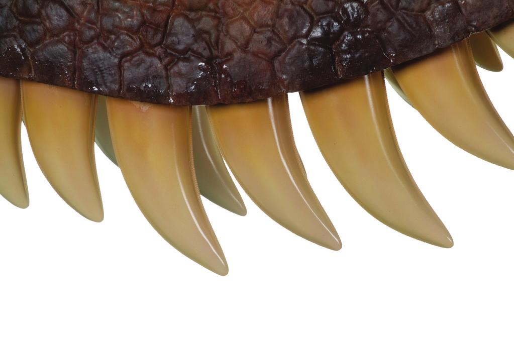 Check it out! The T. rex bite force interactive gives students a chance to measure their strength against the unbelievable power of the T. rex bite. The Brachiosaurus stomach stone interactive allows your students to feel a stomach with the gastroliths inside.