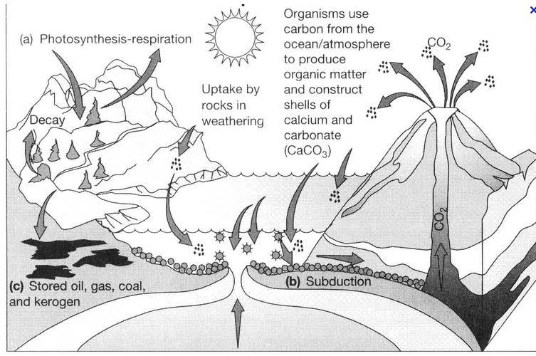 Example 3 How do oceans play a role in the carbon cycle? 1. They take in hydrogen carbonate ions form weathering of rocks. 2. They have autotrophs (producers) which photosynthesize. 3. Their shelled organisms deposit carbonate.