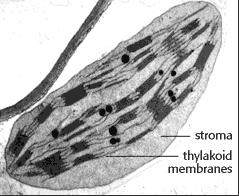 photosynthesis dark phase. The stroma has ribosomes which manufacture enzymes.