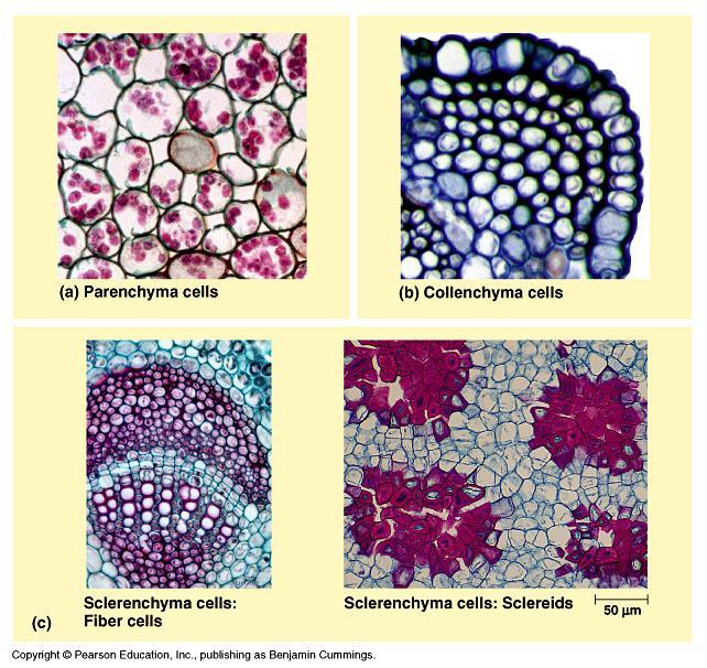 Plant Tissue Cell Types Parenchyma primary walls thin and flexible; no secondary walls; large central vacuole; most metabolic functions of plant (chloroplasts) Collenchyma unevenly thick primary