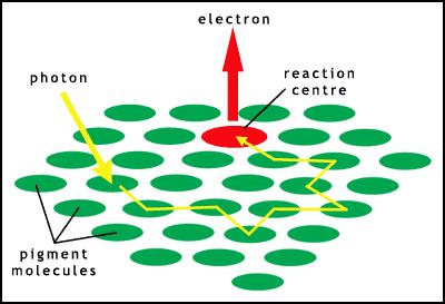 This causes the electron to be boosted into an orbital farther from the nucleus (a higher