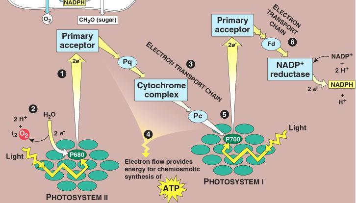 2 types of photosystems linked together in thylakoid membranes of chloroplasts Photosystem I