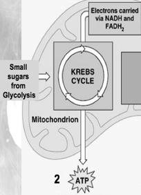 2. Krebs Cycle a. Occurs in the MITOCHONDRIA 3. Electron Transport Chain a.