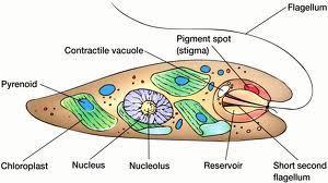 Biochemical processes are the chemical processes that occur in all living things. Two of these processes are Cellular Respiration and.
