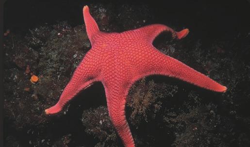 All these organisms are animals that live in water, but there are more significant differences between a shellfish and a starfish than between a catfish and you.