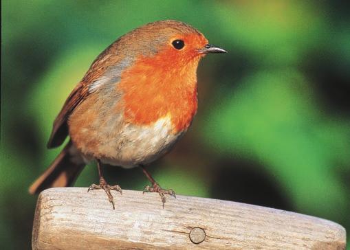 The same common name may be used for different species. For example, the bird called a robin in Canada is a different species from the bird called a robin in Great Britain (Figure 11.14).