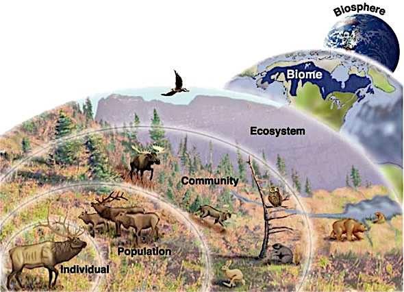 The study of ecology ranges from the study of an individual organism to a study of the entire