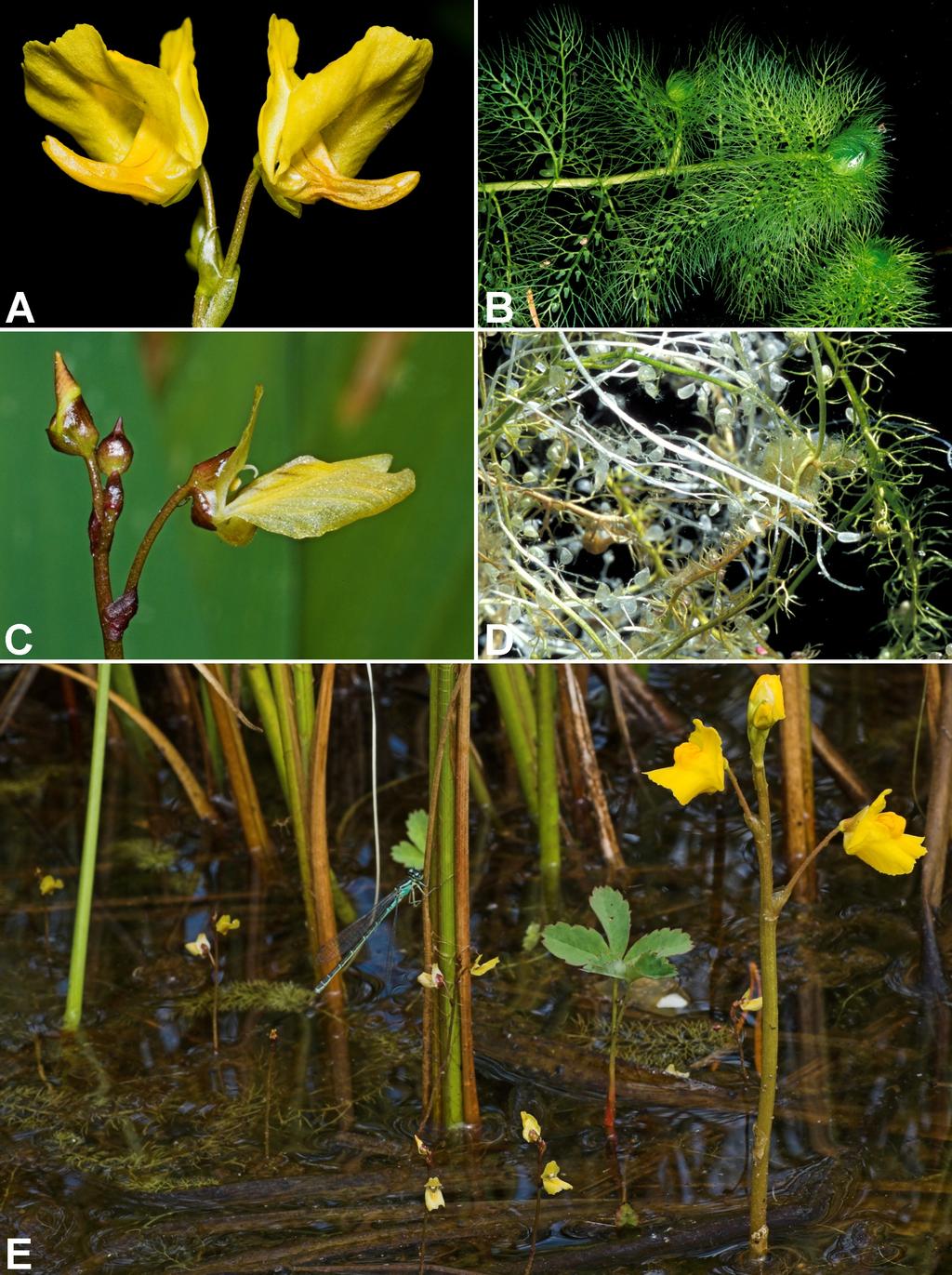 58 CANOTIA Vol. 8(2) 2012 Lentibulariaceae Figure 4. A B, Utricularia macrorhiza: (A) flowers; (B) leafy shoot with bladders borne throughout.