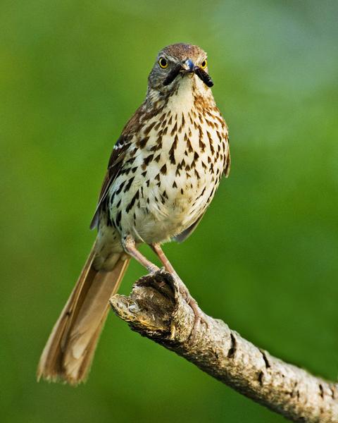 SB4: Students will assess the dependence of all organisms on one another and the flow of energy and matter within their ecosystem. The brown thrasher is the Georgia state bird.