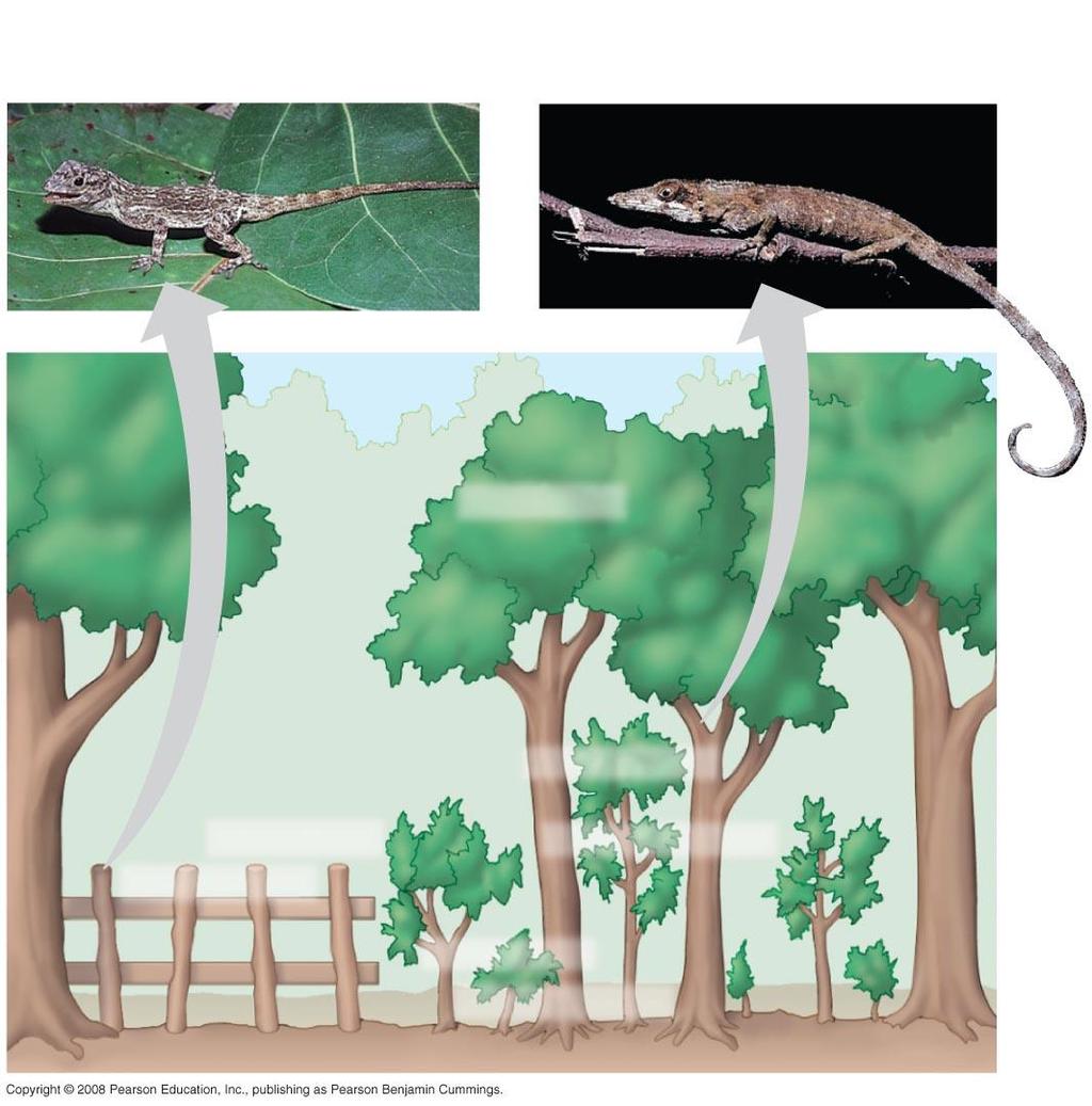 A. distichus perches on fence posts and other sunny surfaces. A. insolitus usually perches on shady branches.