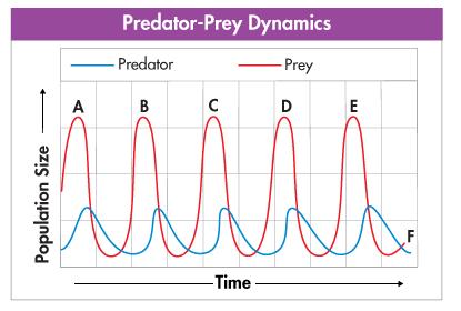Predator-Prey Relationships This graph shows an idealized