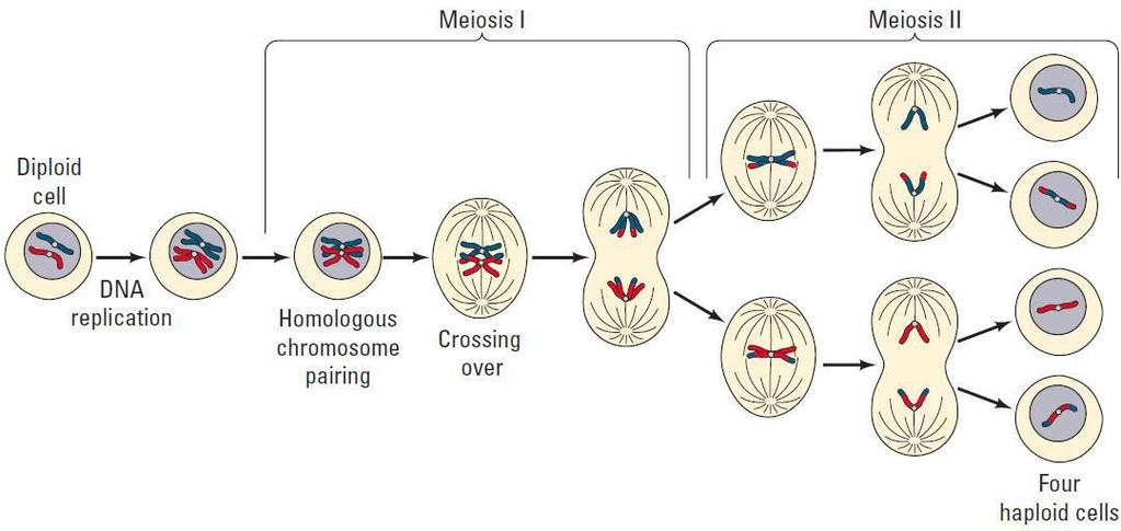 Meiosis and Tetrad Analysis Lab Objectives: - Explain how meiosis and crossing over result in the different arrangements of ascospores within asci.
