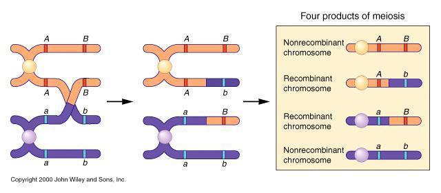 If we assume that crossing over can occur at any point along a chromosome, it is logical that the probability of a crossover occurring between a gene locus and the centromere will be proportional to