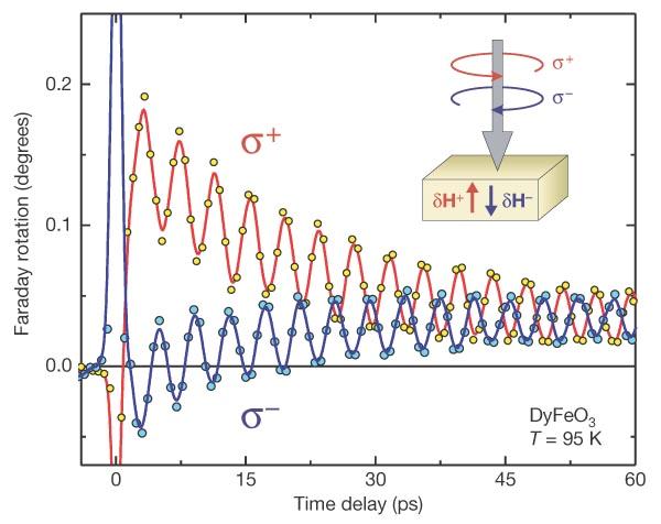 Impulsive Spin Excitations in DyFeO 3 Detection by Faraday Rotation