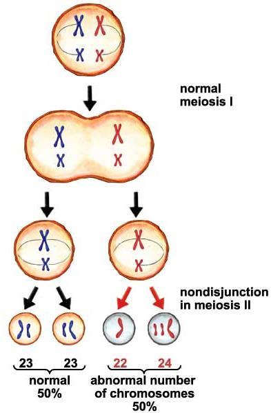 Anaphase II (9 th tab lower half) Nondisjunction in Meiosis II In the third picture you see how the lower red chromosome only has one spindle fiber attached In the fourth picture it caused one gamete