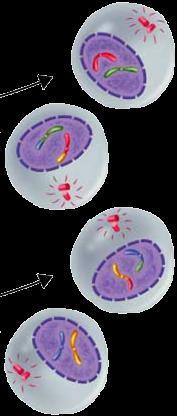 Telophase II & Cytokinesis Telophase II the cells creates a
