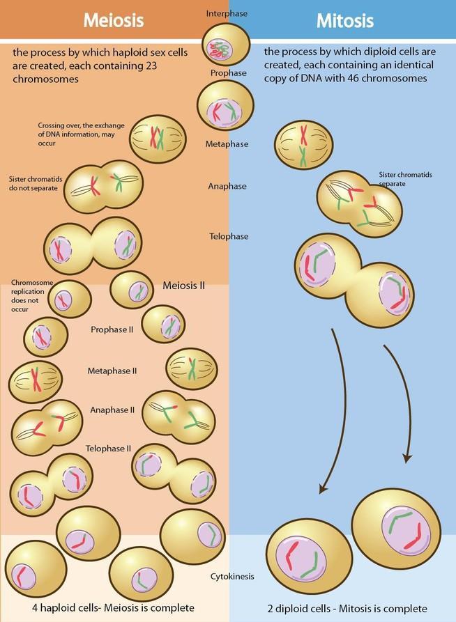 Meiosis vs Mitosis Meiosis creates 4 genetically different