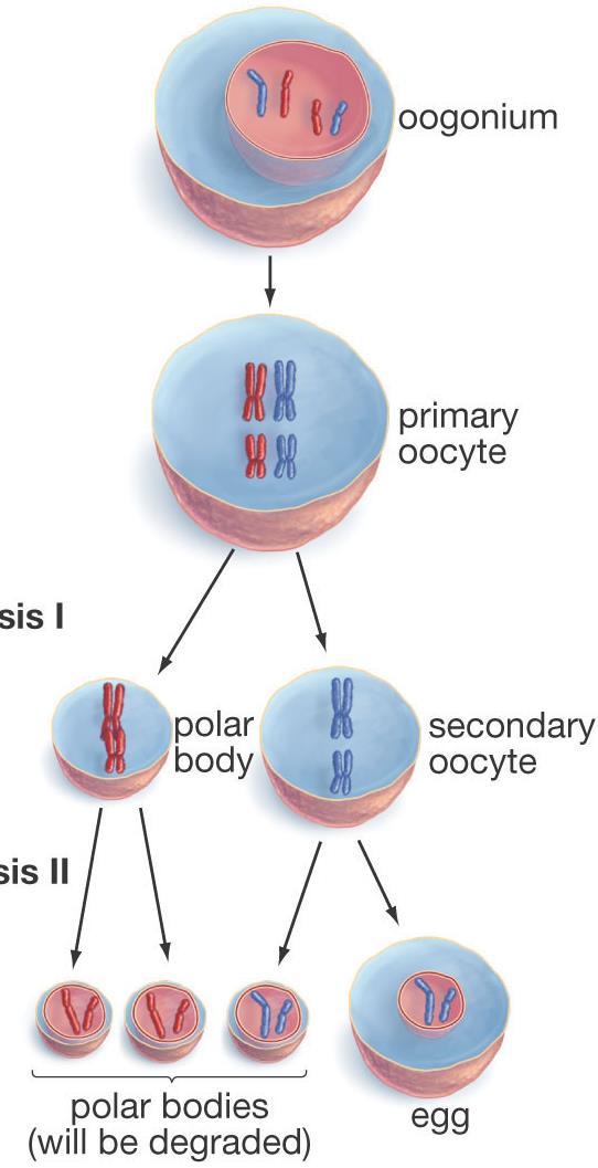 Meiosis Introduction (1 st tab middle) Chromosome Numbers Somatic cells: