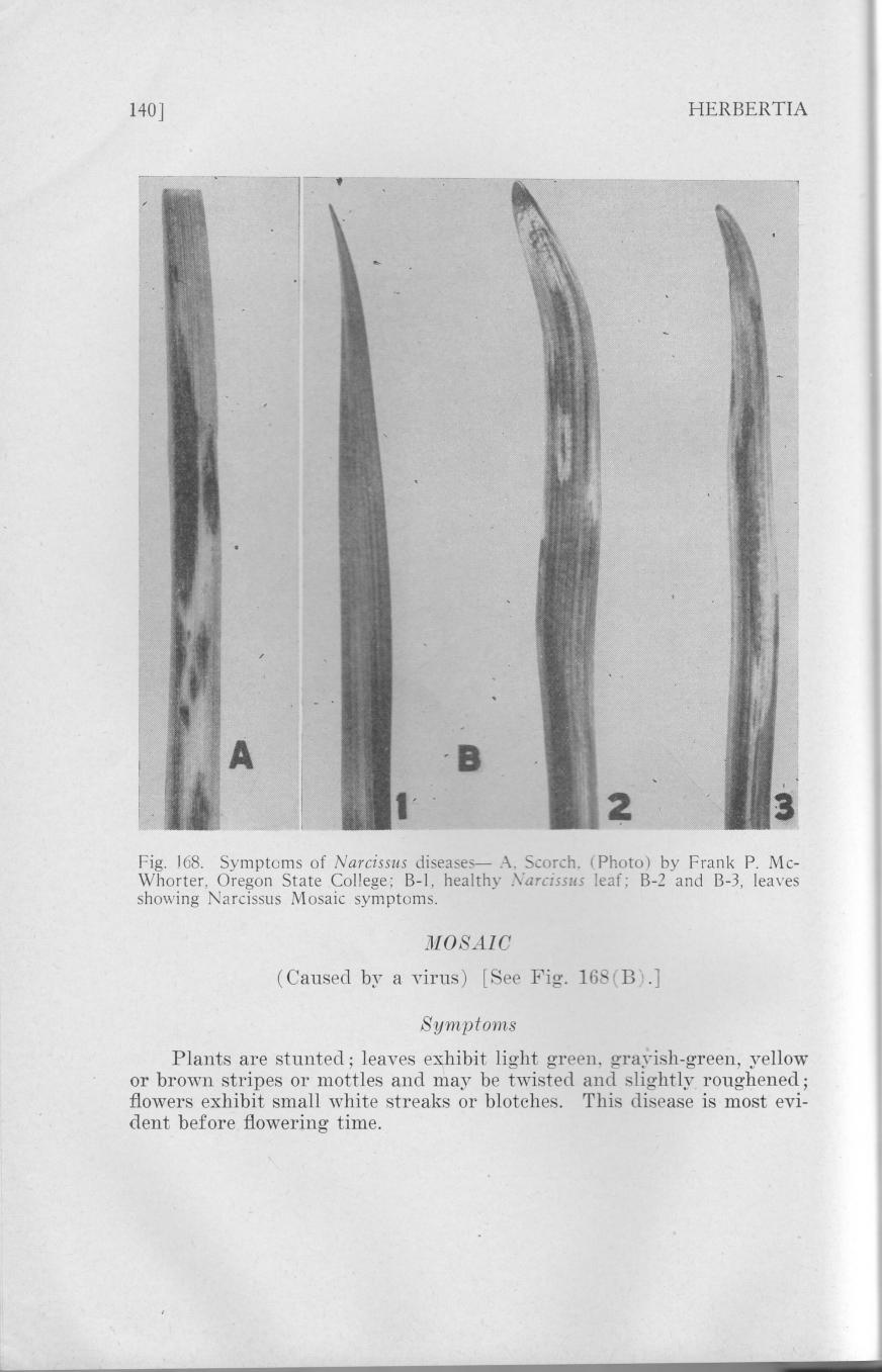 140 HERBERTIA I Fig. 168. of Narcissus diseases.\. Scorch. (Photo) by Frank P. Mc- Whorter, Oregon State College; B-I, healthy Narcissus leaf; B-2 and B-3, leaves showing Narcissus Mosaic symptoms.