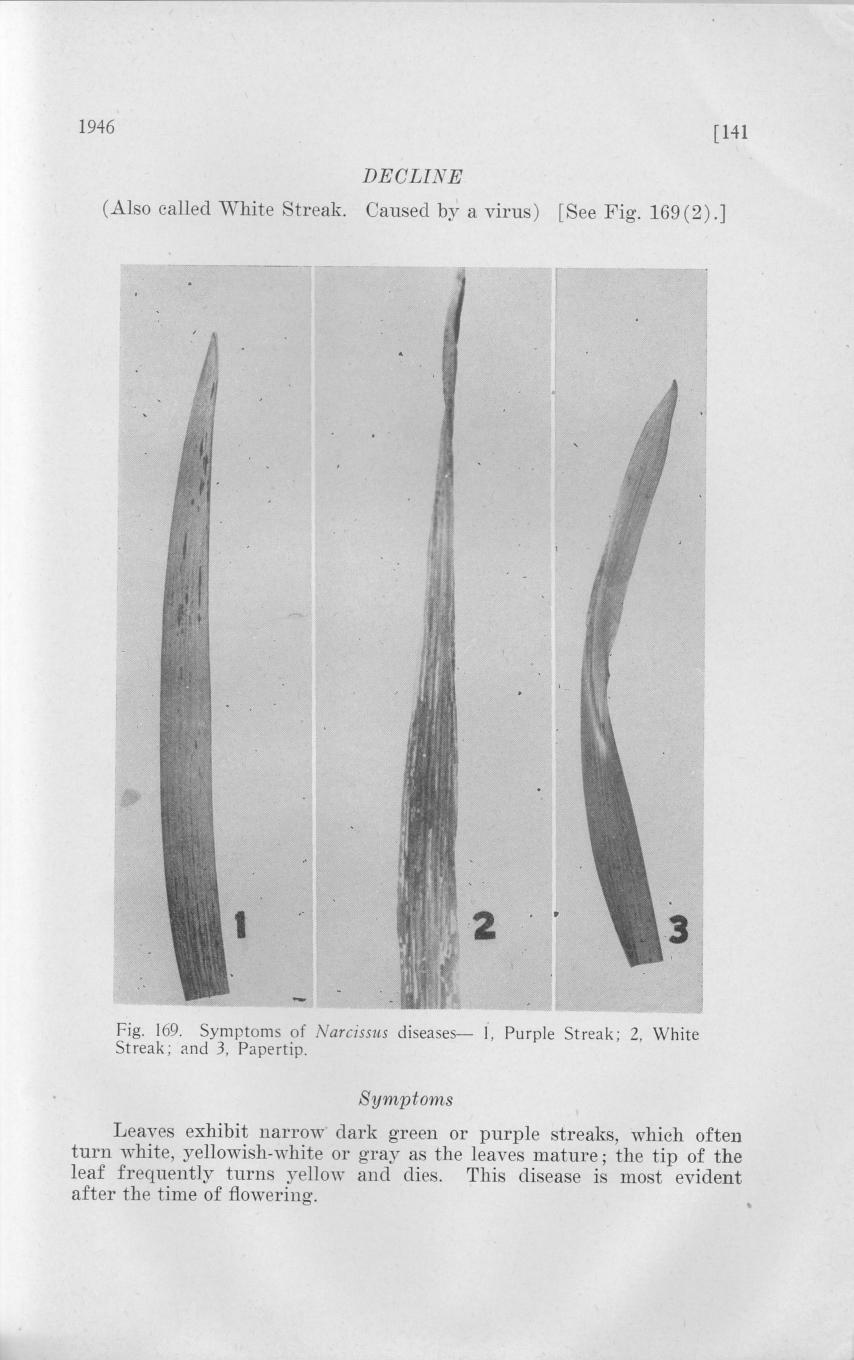 1946 [141 DECLINE (Also called White Streak. Caused by a virus) [See Fig. 169(2).] Fig. 169. of Narcissus diseases 1, Purple Streak; 2, White Streak; and 3, Papertip.