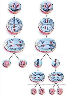 16a. In this figure, label the column that shows meiosis and the column that shows mitosis. 16b. What are some similarities between cell division by mitosis and cell division by meiosis?