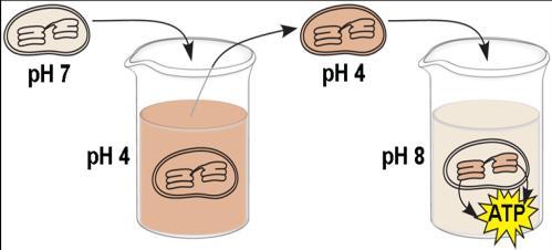 20. The diagram to the right represents an experiment with isolated chloroplasts. The chloroplasts were first made acidic by soaking them in a solution at ph 4.