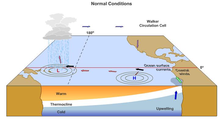 Normal conditions in Pacific (cont.