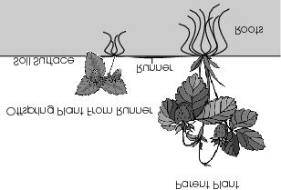 The illustration below shows how a strawberry plant reproduces by asexual reproduction to form a new