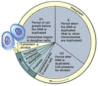 Cell cycle It is a series of events that takes place in a cell, leading to the formation of two daughter cells from a single mother cell.