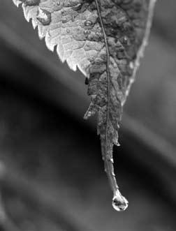 1. Look at the picture of water dripping off a leaf. Why does the water droplet hold together? a. Water is a molecule. b. Water is an atom and atoms are round. c.