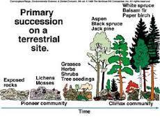 Ecological Succession Somewhat predictable series of changes over time