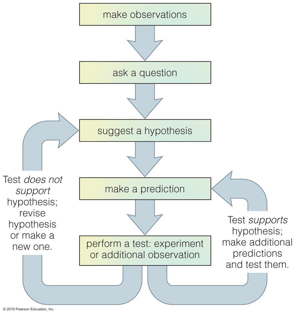 The idealized scientific method: Based on proposing and testing hypotheses Hypothesis = educated guess But science rarely proceeds in this idealized way.