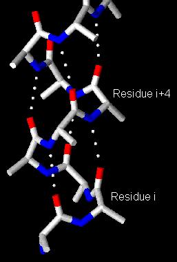 a-helix Dipole Moment d- -Hydrogen bond between C=O(i)...H-(i+) -Dipole moment arises due to the orientation of peptide bond (3.