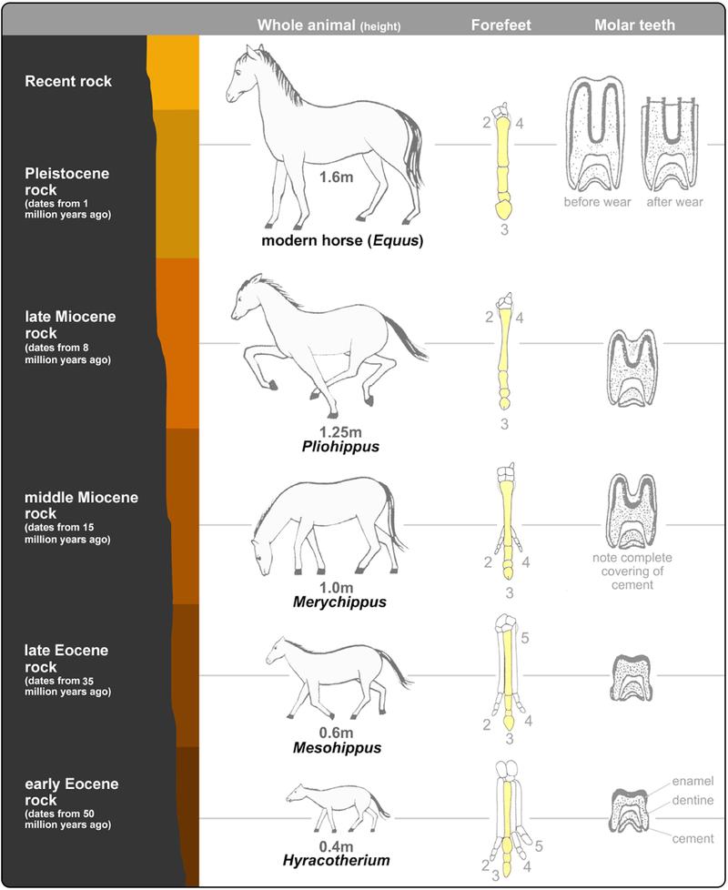 www.ck12.org FIGURE 1.1 Evolution of the horse. Fossil evidence, depicted by the skeletal fragments, demonstrates evolutionary milestones in this process.