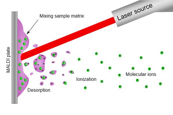 In the MALDI process, the laser is directed at the mixture of CCA matrix and peptides. The matrix absorbs the laser light, but the peptides do not.