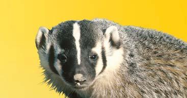 For example, the animal called a badger in