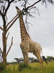 Darwinian view LaMarck in reaching higher vegetation giraffes stretch their necks & transmits the acquired longer neck to offspring Darwin