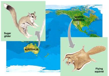 ecological roles in similar environments, so similar adaptations were selected but are not closely related marsupial mammals placental mammals