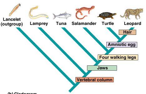 Illustrating phylogeny Cladograms patterns of shared characteristics