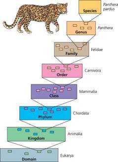2004-2005 Systematics Connecting classification to