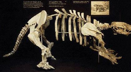 Mylodon (left) Giant ground sloth (extinct) Darwin found