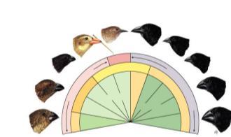 Seed eaters Correlation of species to food source Flower eaters Insect eaters Darwin s finches Differences in beaks associated with eating different foods survival & reproduction of beneficial