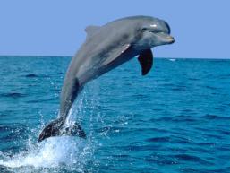 aquatic vertebrates Dolphins: aquatic