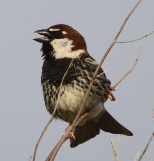 Sparrow (Passer domesticus)